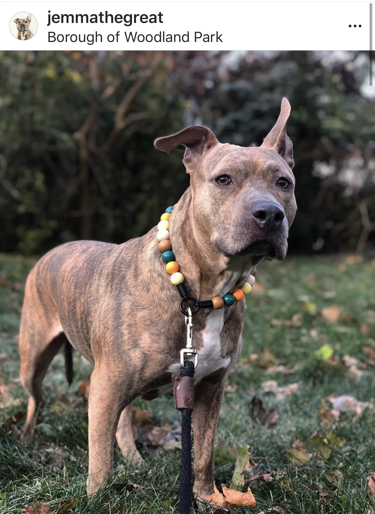 Retro Cool Bead Collar